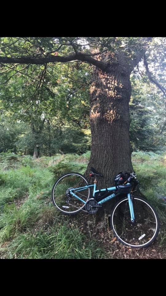 cannondale ladies hybrid